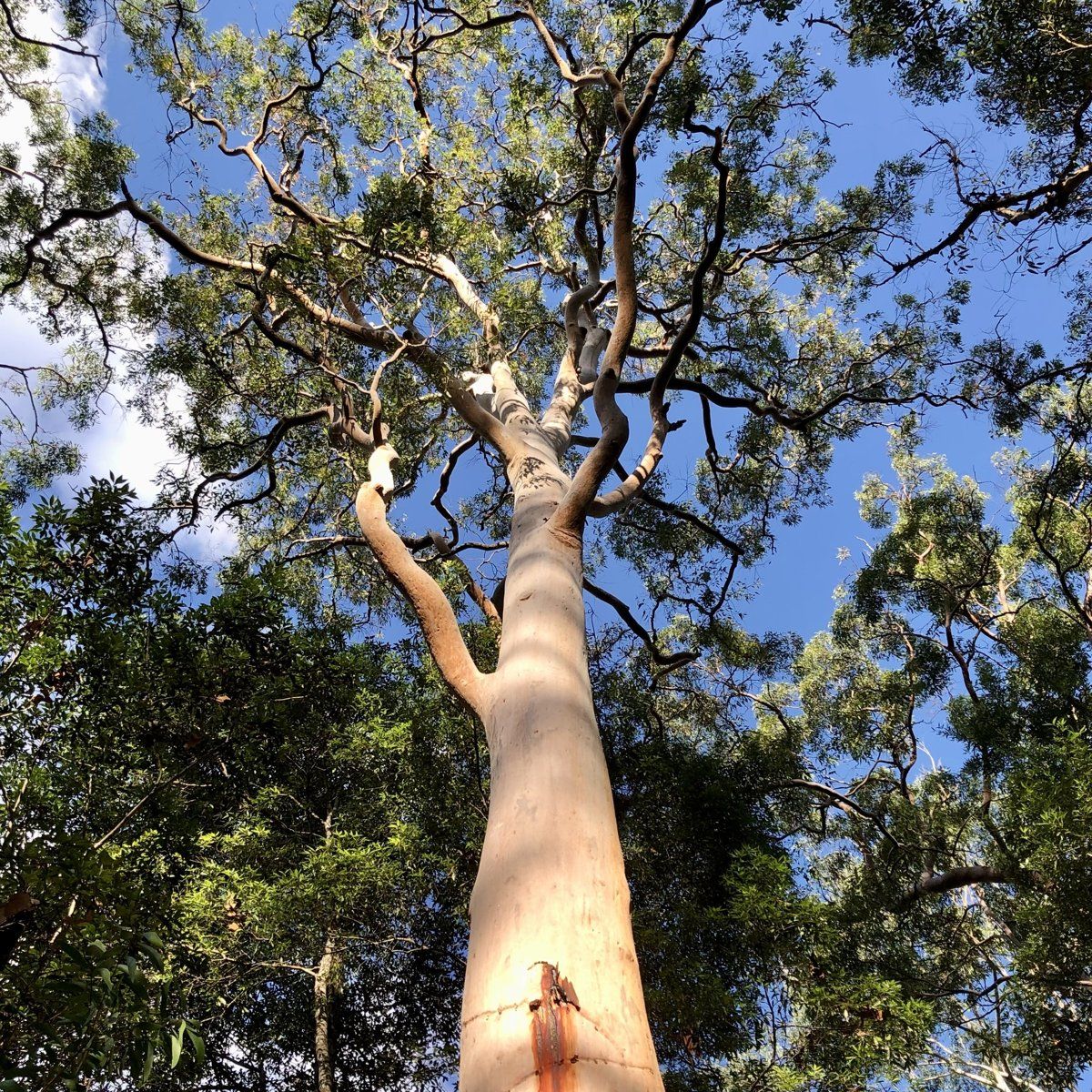 Smooth, salmon-pink trunks of Sydney red gums beside the Lane Cove River at South Turramurra