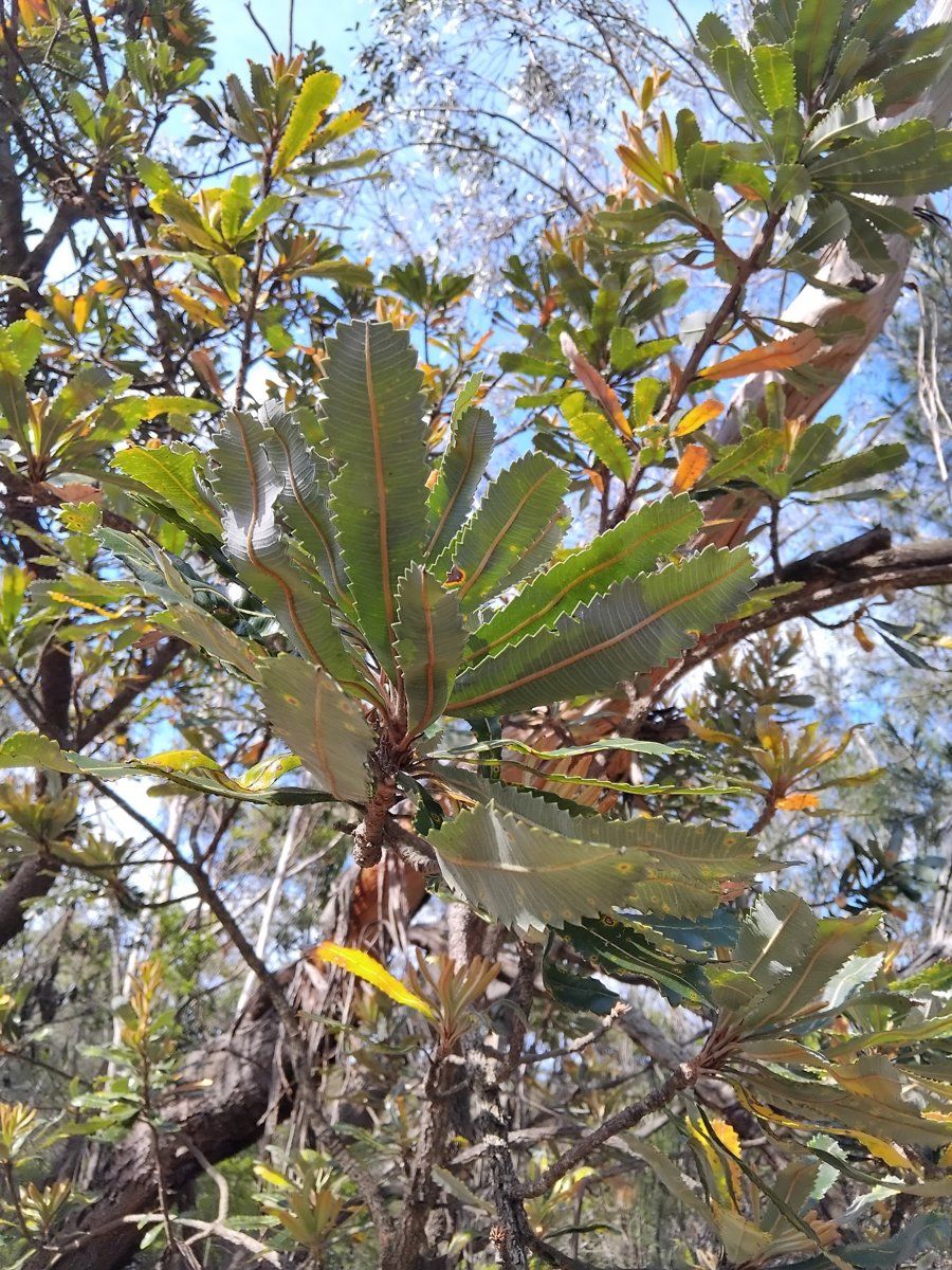 Long, stiff, toothed leaves of old man banksia against the sky in East Killara