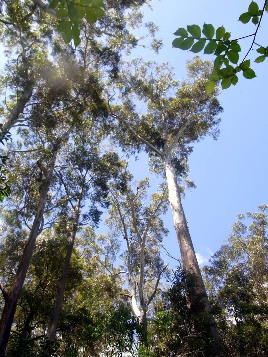 A tall blackbutt trunk rising into the canopy at Dalrymple-Hay Nature Reserve, St Ives