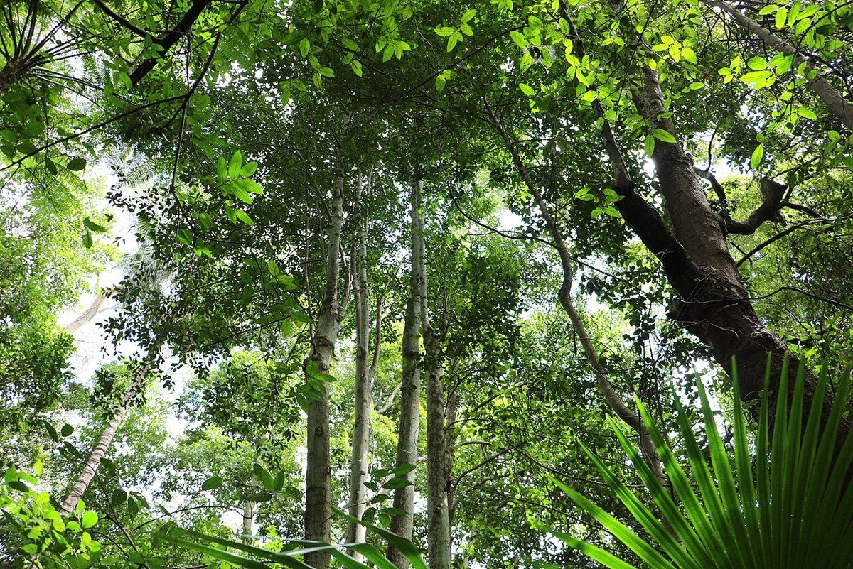 A shady patch of rainforest with slender trunks and dense green foliage at Browns Field, Wahroonga