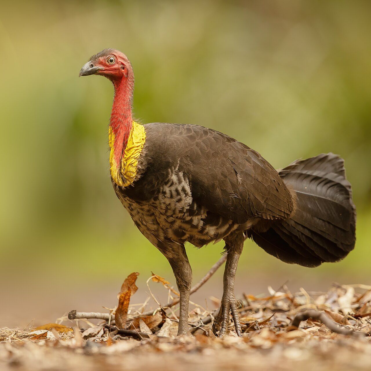 Australian brush turkey with red head and yellow wattle, Newington NSW