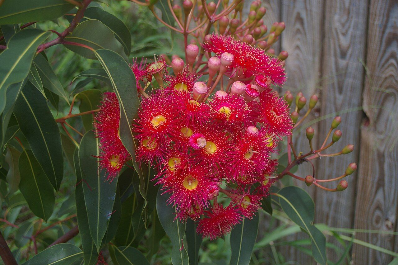 Red flowering gum (Corymbia ficifolia) in flower