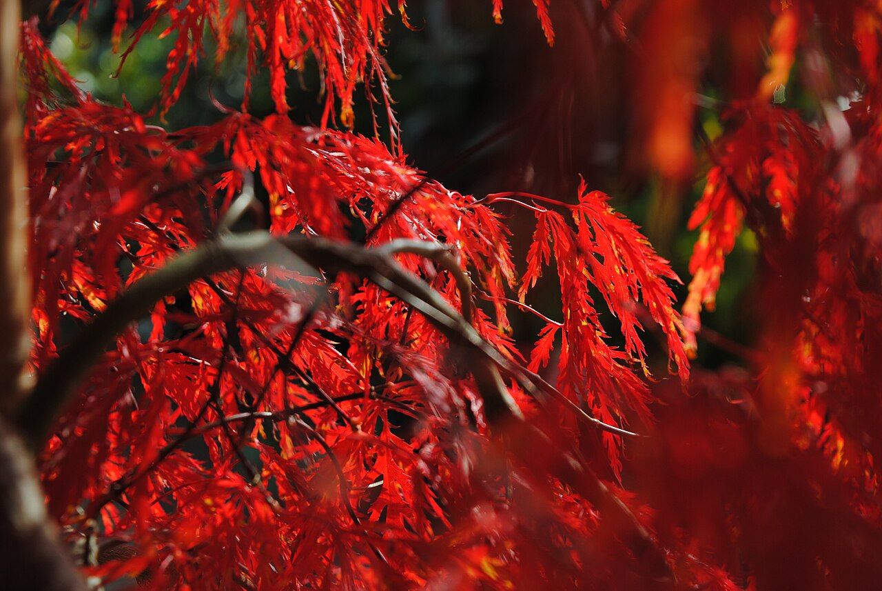 Weeping Japanese maple 'Inaba Shidare' with red autumn leaves