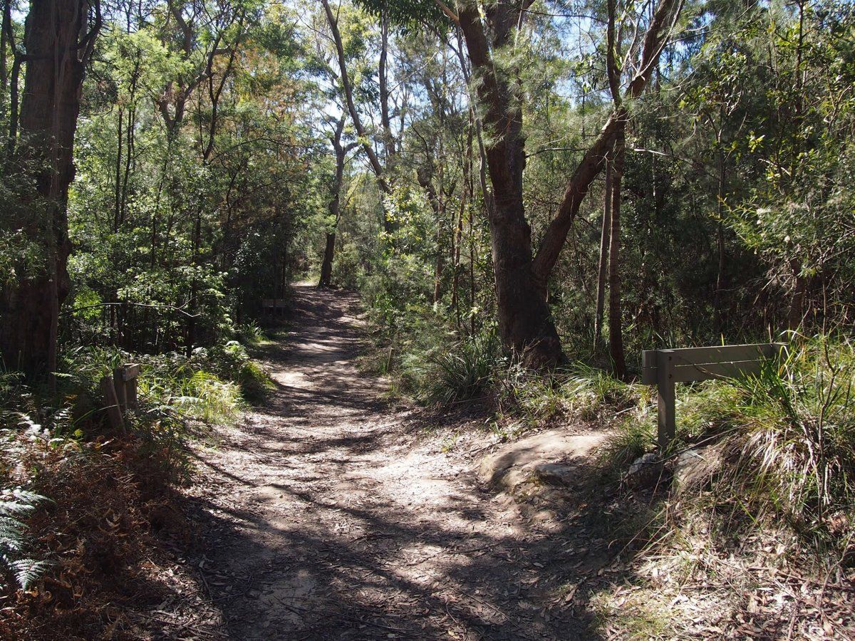 A sandy bush track through eucalypt woodland in the Ku-ring-gai Wildflower Garden