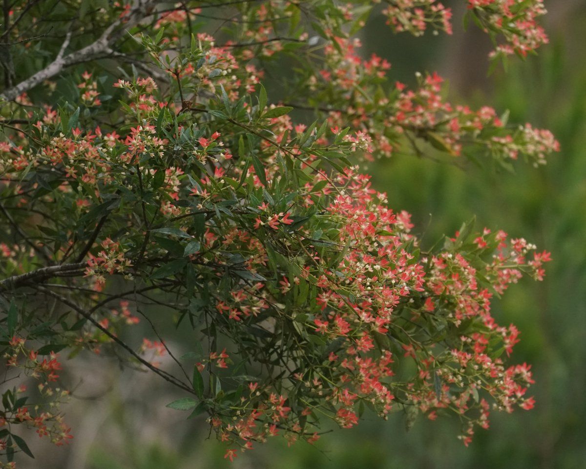 Clusters of red-tinged starry flowers of NSW Christmas bush in East Lindfield