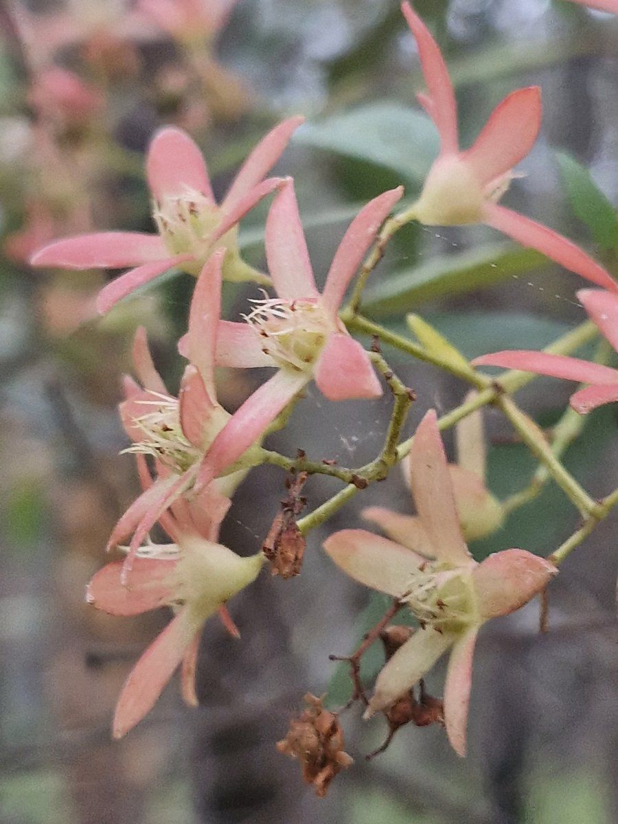Starry pink-tinged sepals of NSW Christmas bush in St Ives Chase
