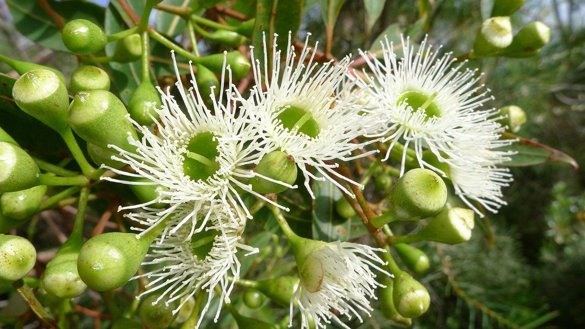 Creamy white flowers and green buds of red bloodwood, Corymbia gummifera