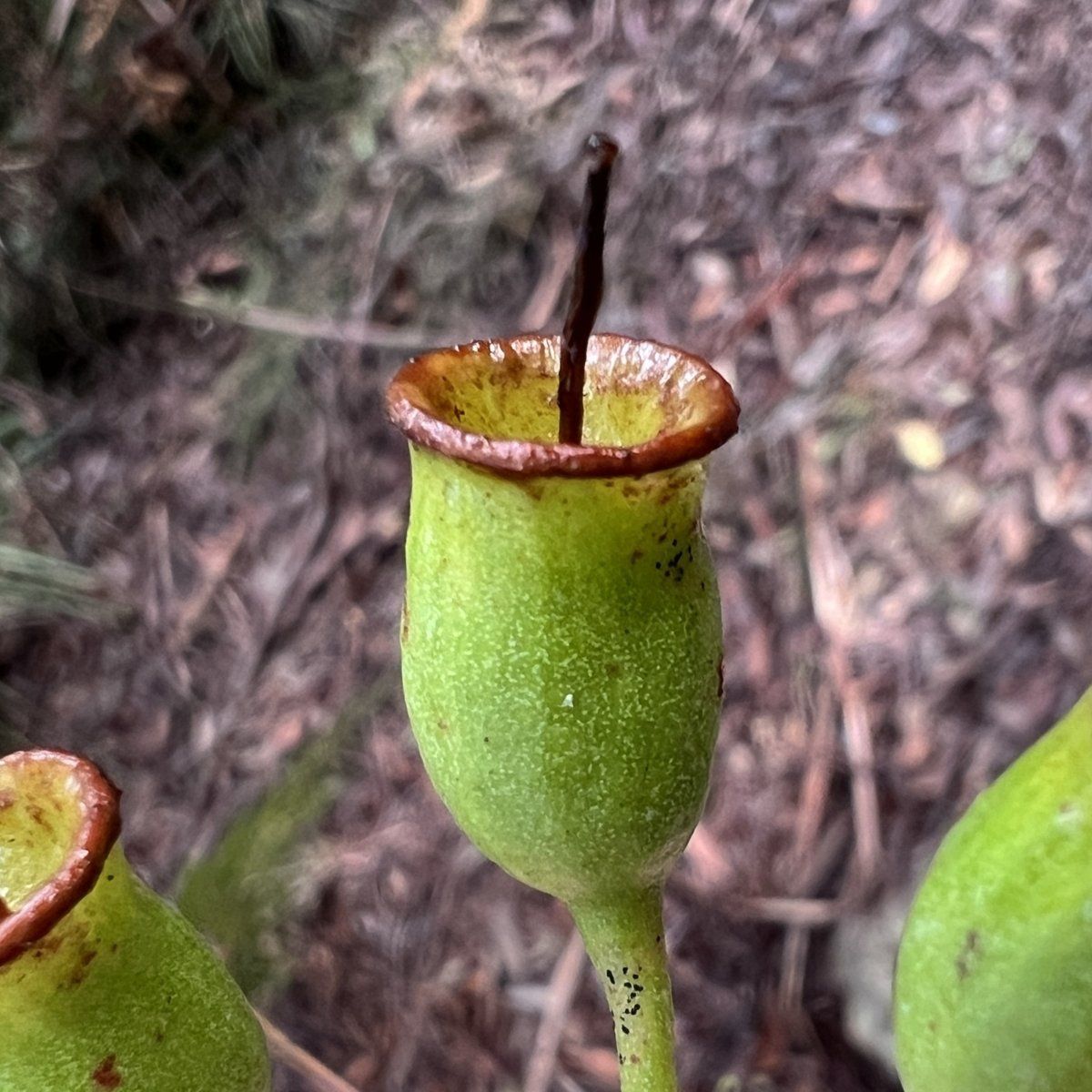 Large green urn-shaped fruit of red bloodwood in leaf litter in West Pymble