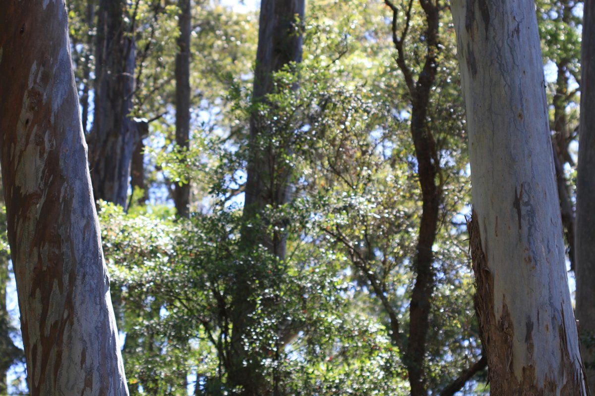 Tall, smooth, pale trunks of Sydney blue gums in Blue Gum High Forest