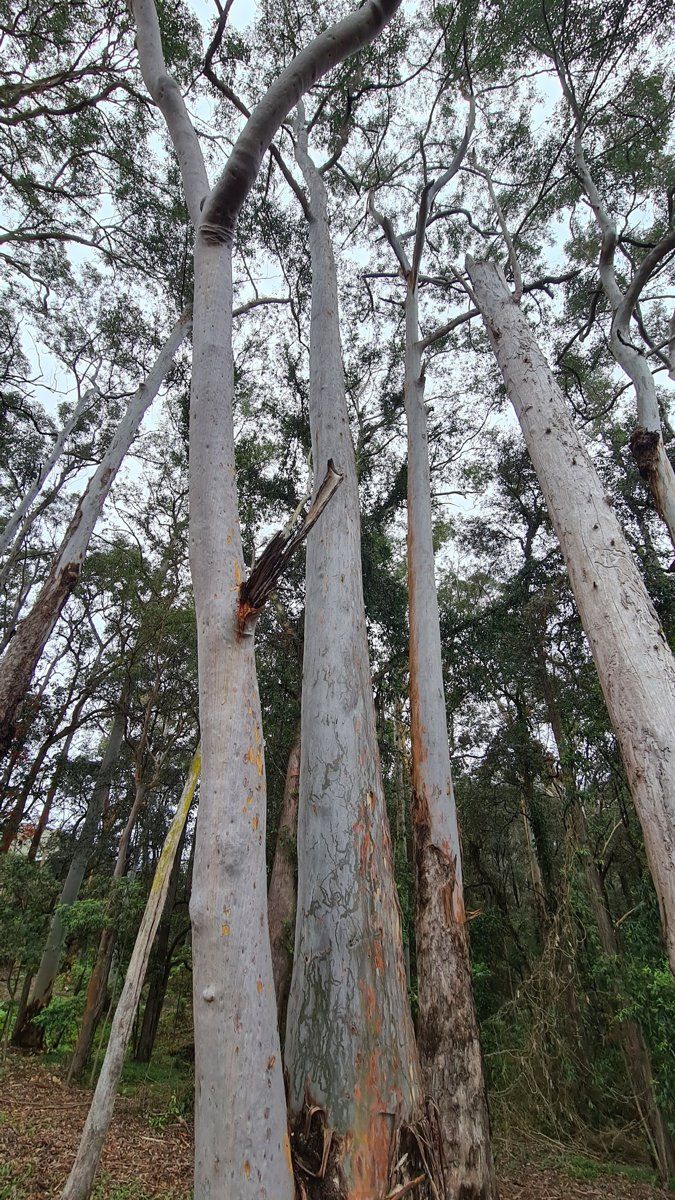Smooth, pale trunks of Sydney blue gums in Wahroonga bushland