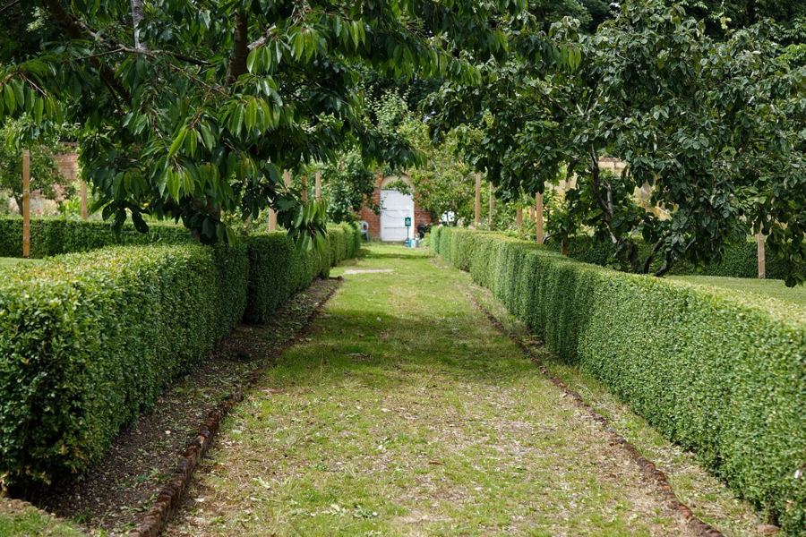 Clipped box hedges (<em>Buxus sempervirens</em>)