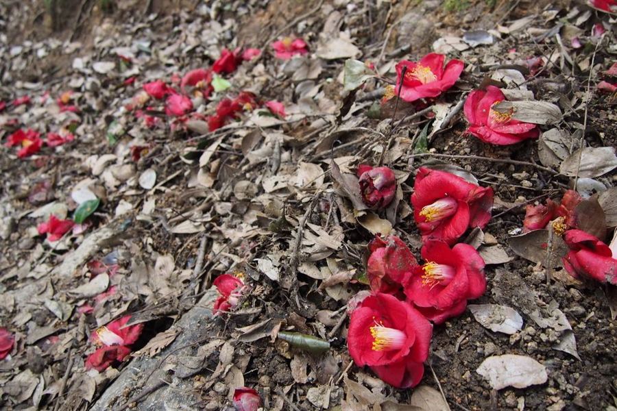 Japonica camellia (<em>Camellia japonica</em>)