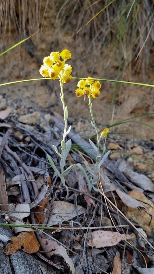 Common everlasting (<em>Chrysocephalum apiculatum</em>): swap for gazania