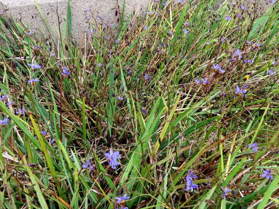 Blue flax-lily (<em>Dianella revoluta</em>): swap for agapanthus
