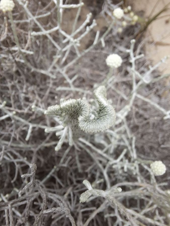 Cushion bush (<em>Leucophyta brownii</em>): silver mound
