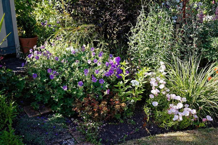 A colourful mixed perennial border