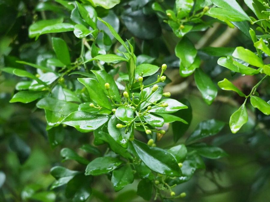 Murraya (<em>Murraya paniculata</em>): watch the berries