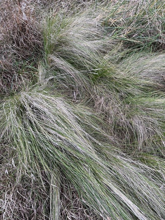 Tussock grass (<em>Poa labillardierei</em>): a native blue-green tussock