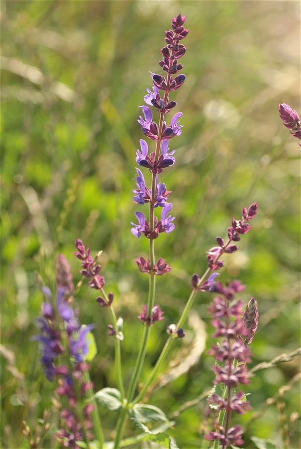 Perennial salvia (<em>Salvia nemorosa</em>): fine for spires