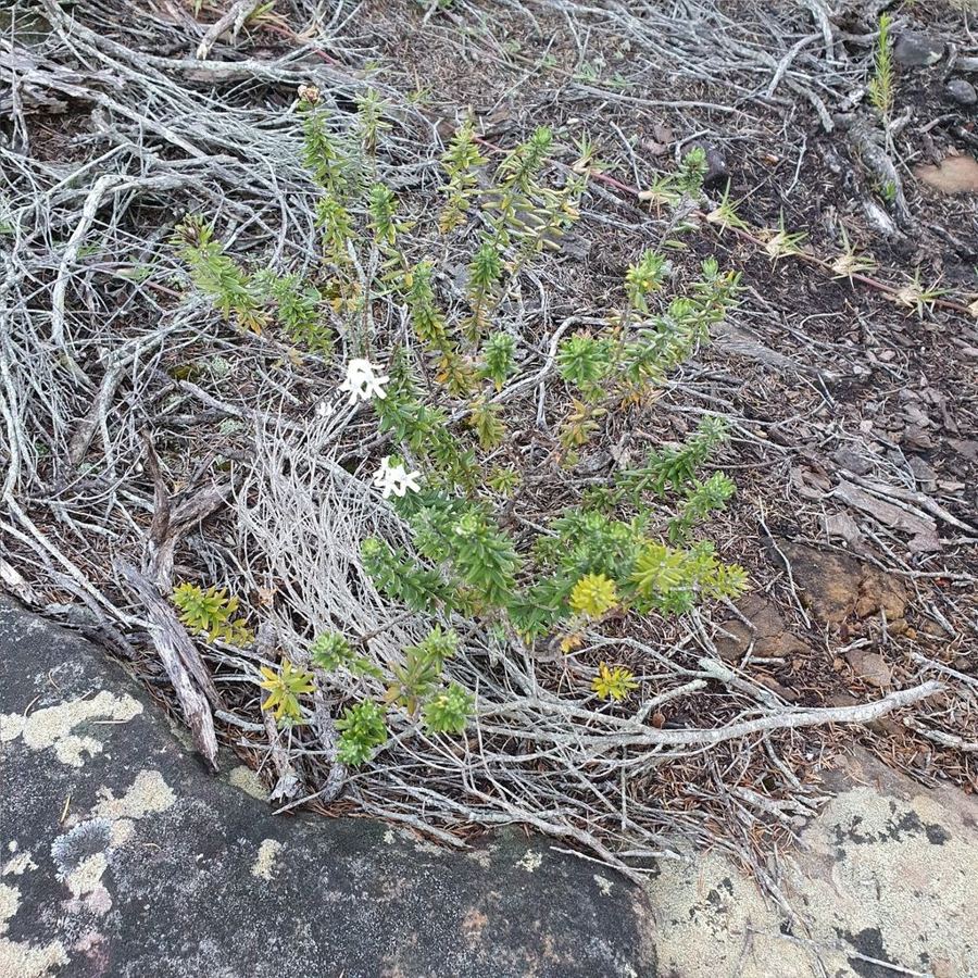 Coastal rosemary (<em>Westringia fruticosa</em>)