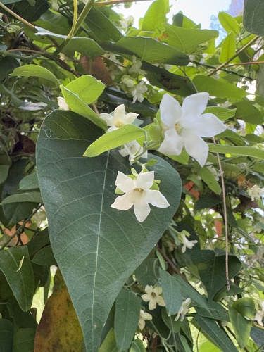 Araujia sericifera