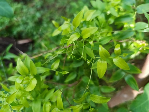 Asparagus asparagoides