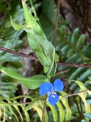 Commelina cyanea