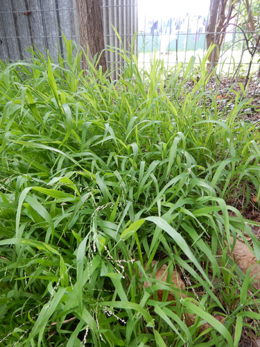 Ehrharta erecta