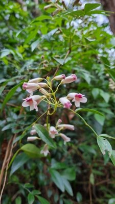 Pandorea pandorana