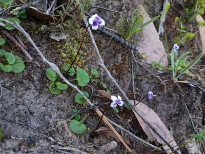 Viola hederacea