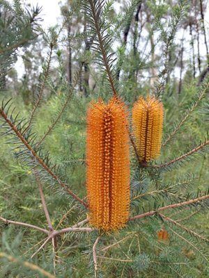 Heath-leaved banksia (Banksia ericifolia)