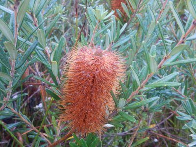 Silver banksia (Banksia marginata)