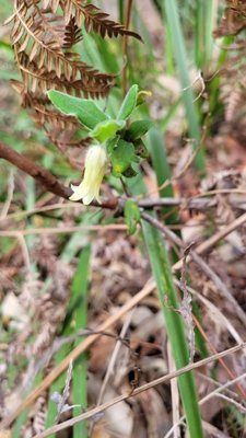 Hairy apple berry (Billardiera scandens)