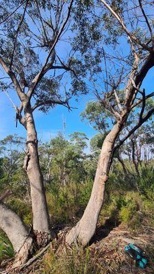 Grey gum (Eucalyptus punctata)