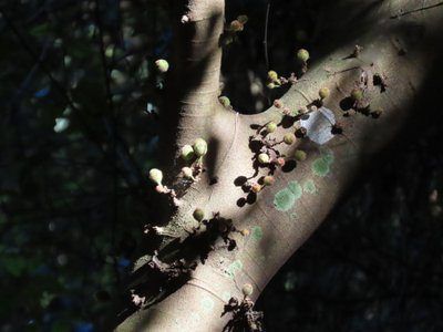 Sandpaper fig (Ficus coronata)