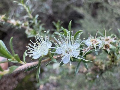 Tick bush (Kunzea ambigua)