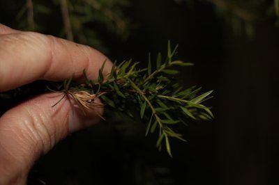 White feather honey-myrtle (Melaleuca decora)