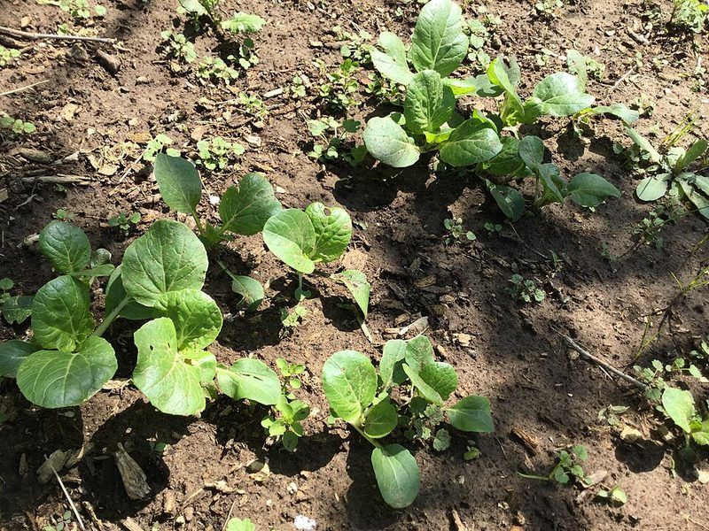 Bok choy