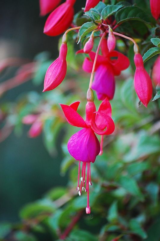 Fuchsia flowers
