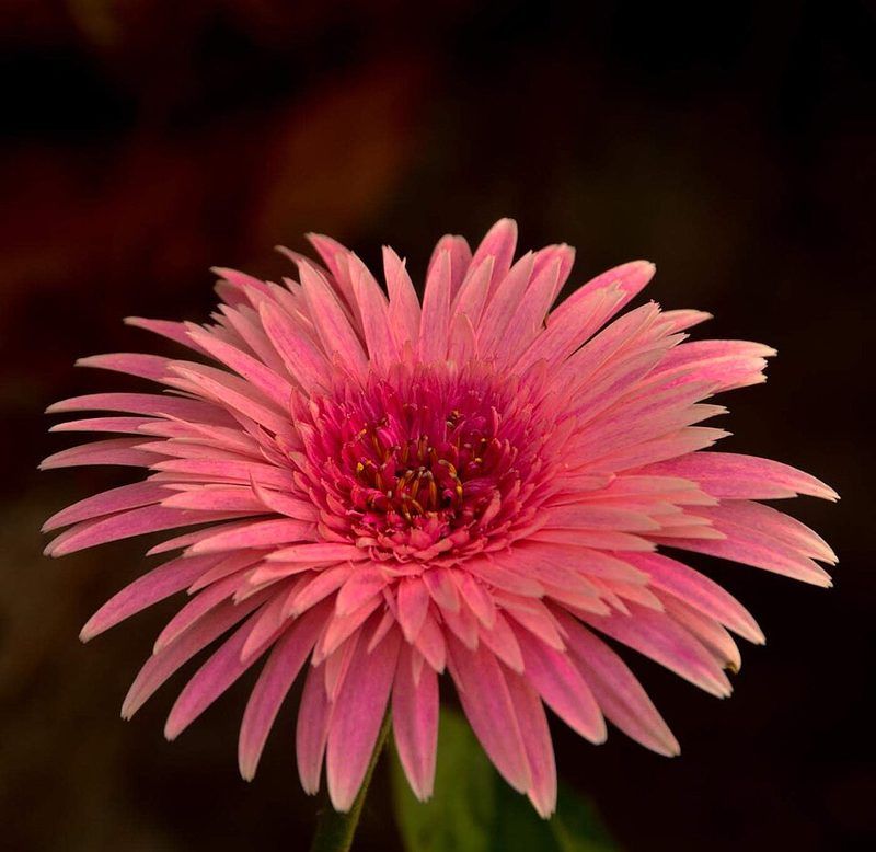 Gerbera flower