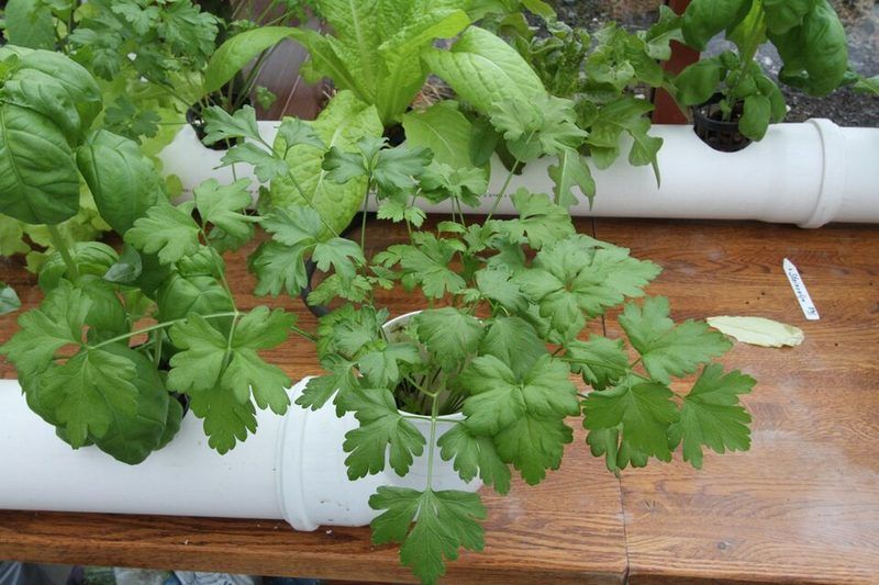 Flat-leaf parsley