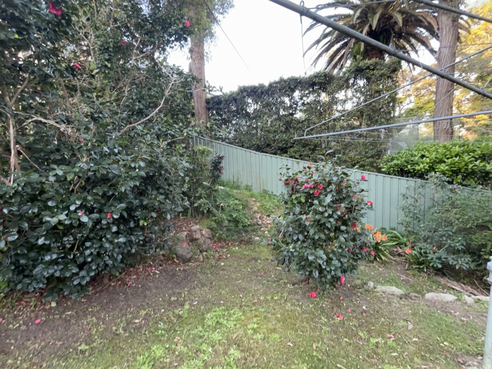 Before: an overgrown back garden corner with large camellias, a weedy sloping bank, scattered loose rocks and patchy lawn beside a green metal fence