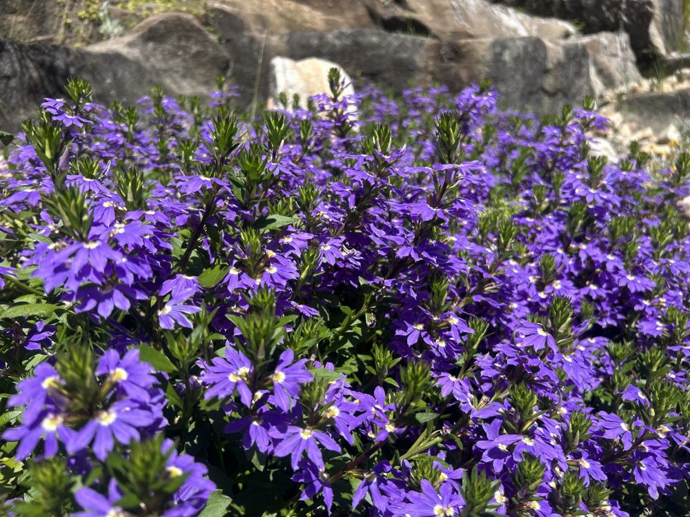 Purple native fan flower in full bloom in front of sandstone rocks