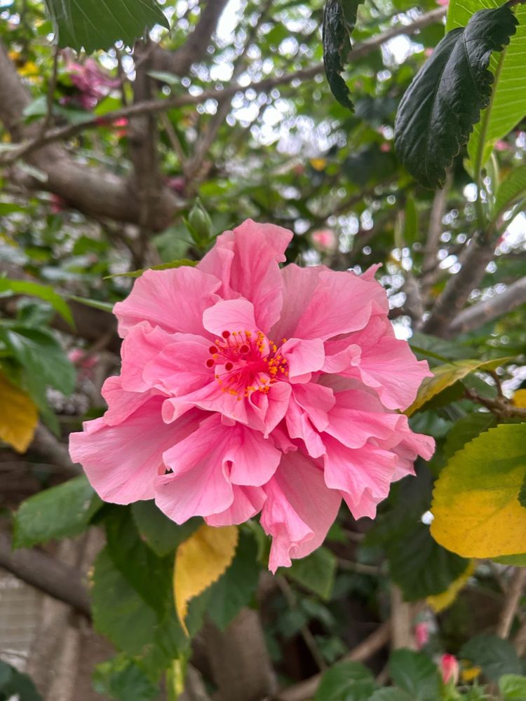 Pink double flower in a garden