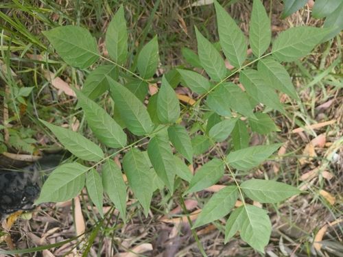 Tree-of-heaven (Ailanthus altissima)