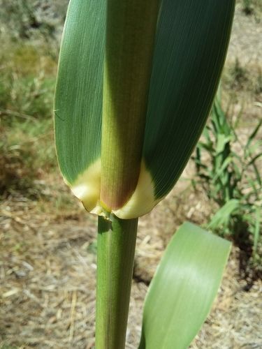 Giant reed (Arundo donax)