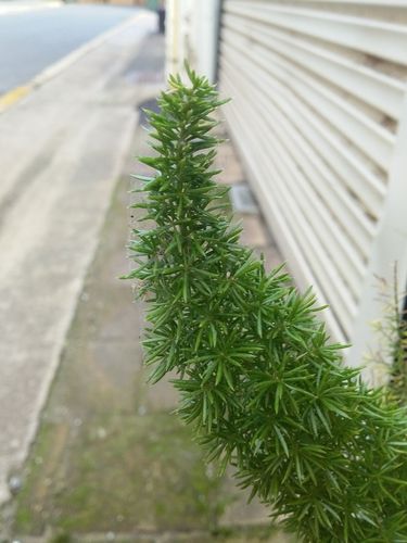 Foxtail fern (Asparagus densiflorus)