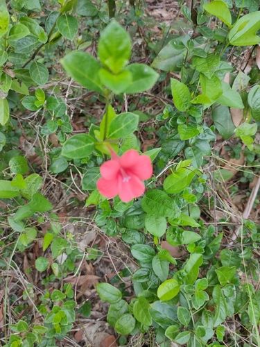 Coral creeper (Barleria repens)