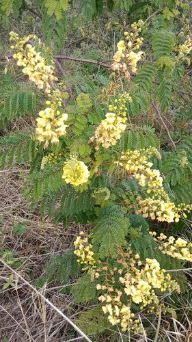 Mysore thorn (Caesalpinia decapetala)