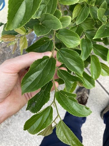 Chinese celtis (Celtis sinensis)